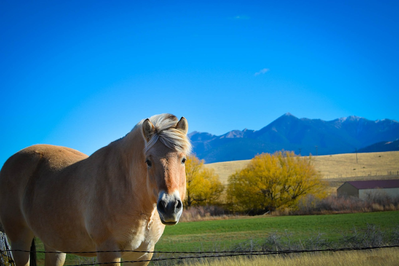 15 Best Places in Montana for A Couple to Live On Only Social Security