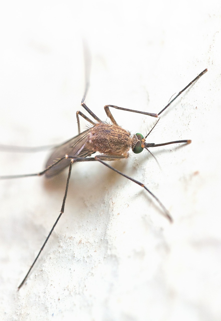 25 Countries with Highest Malaria Death Rates - Vimarsana News