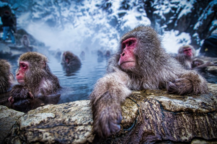 Kiyoshi Hijiki/Shutterstock.com