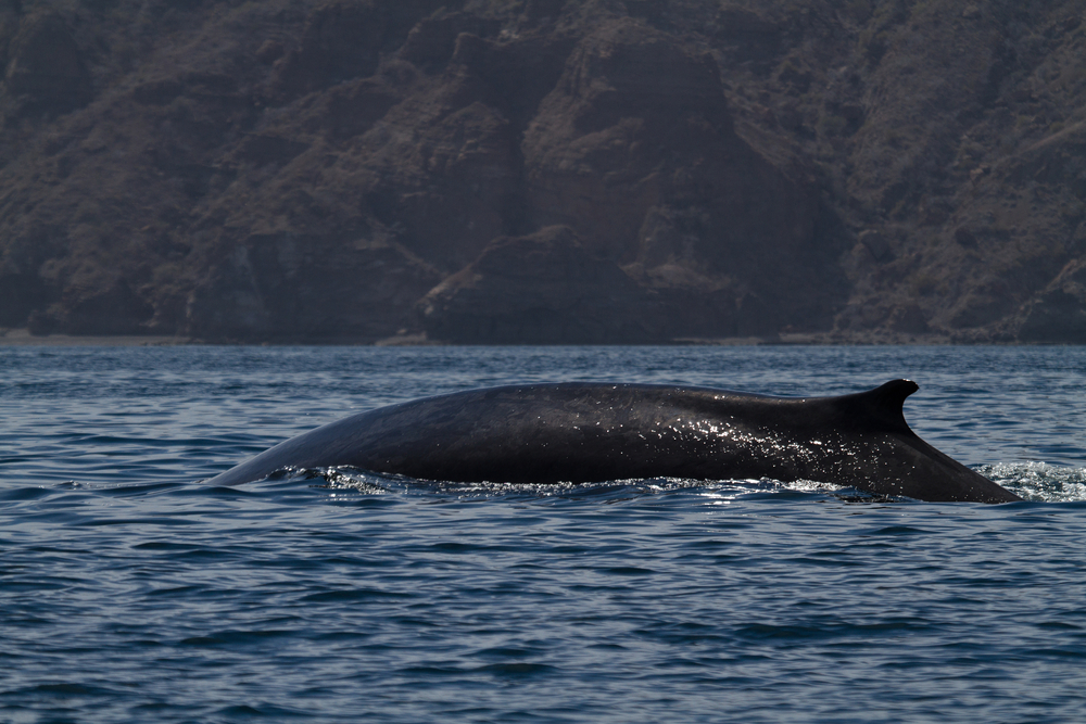 5 Places To Visit in Mexico Near San Diego Insider Monkey