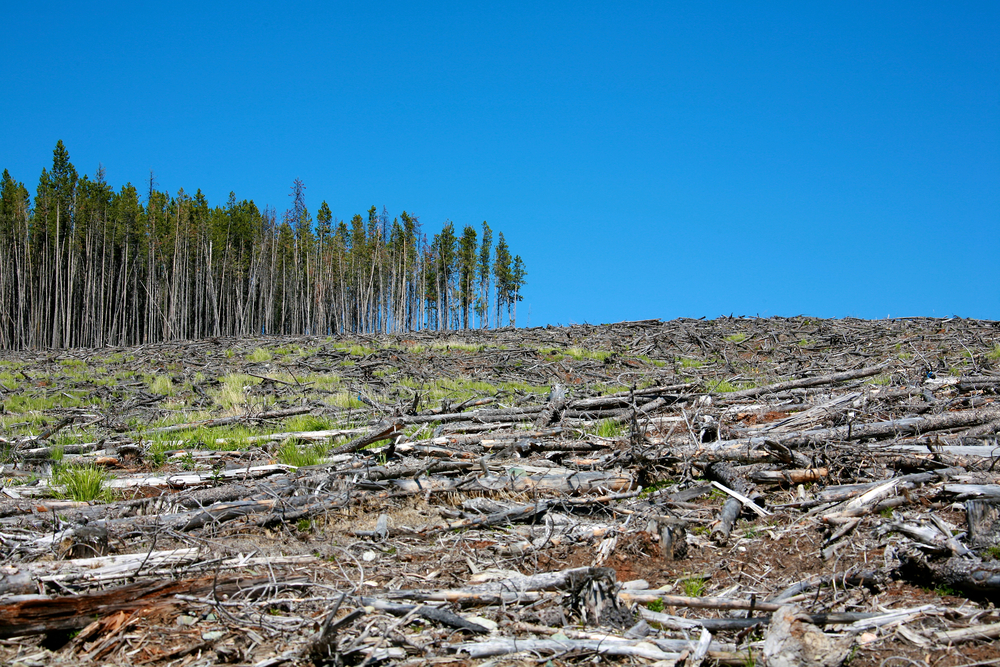 Countries with the Highest Deforestation Rates in the World