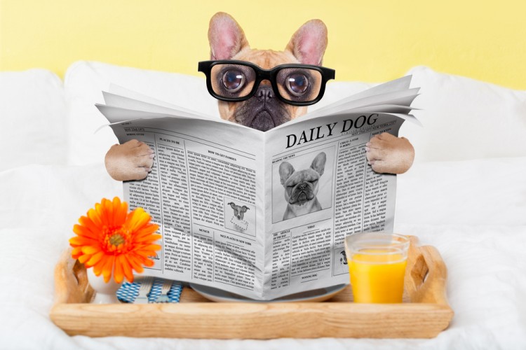 Most Profitable Pet Businesses to Start Today