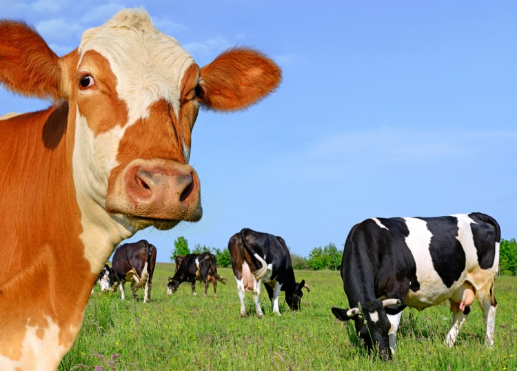 Biggest Farms in the World
