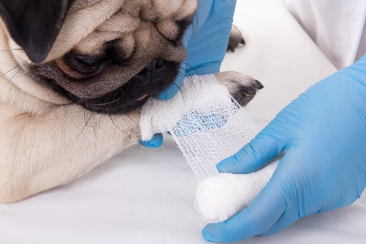 Most Affordable Veterinary Schools in the US