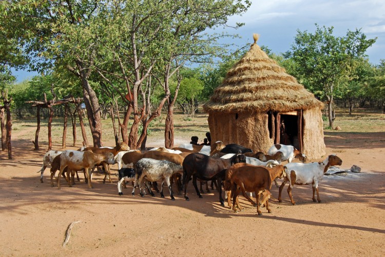11 Worst Countries For Animal Cruelty