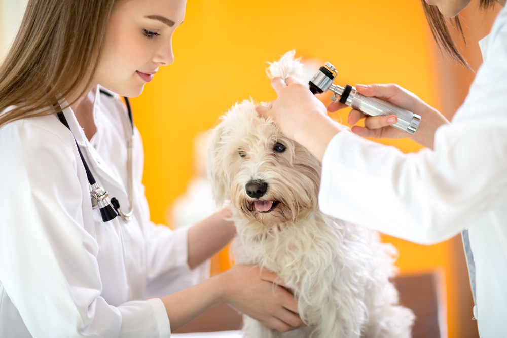 Most Affordable Veterinary Schools in the US