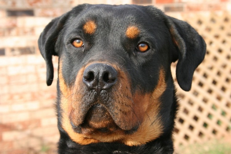 top 10 strongest dogs