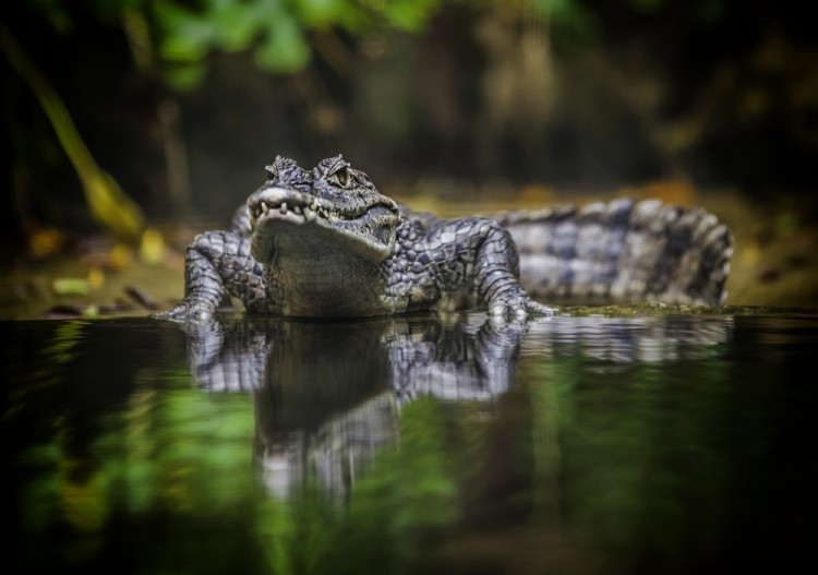Animals That Killed The Most People in The World