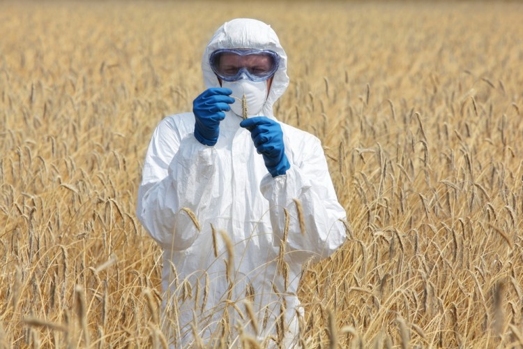 engineering, engineer, plant, wheat, food, cereal, cultivation, grain, technician, goggles, ethical, agriculture, white, business, genetically, concept, property, field, safe,
