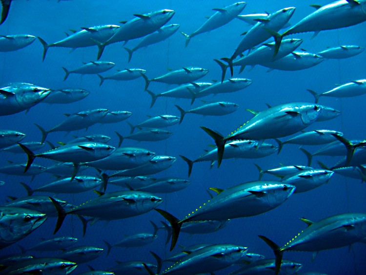 Countries that Produce The Most Fish in the World