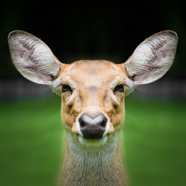 tratong/Shutterstock.com
