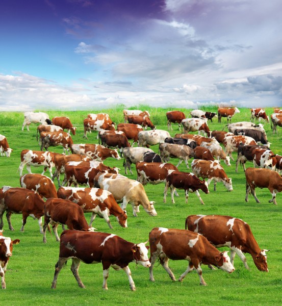States with Most Cattle Per Acre
