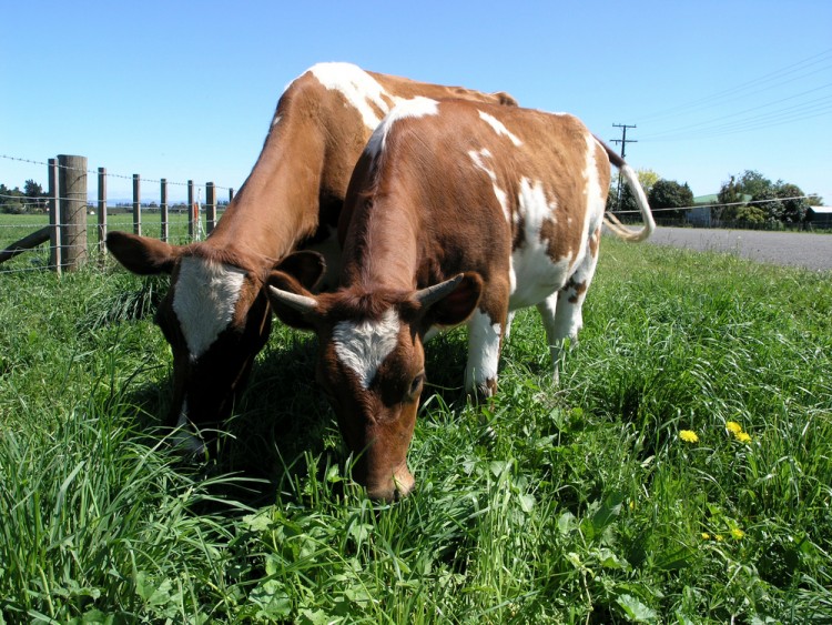 11 Worst Countries For Animal Cruelty