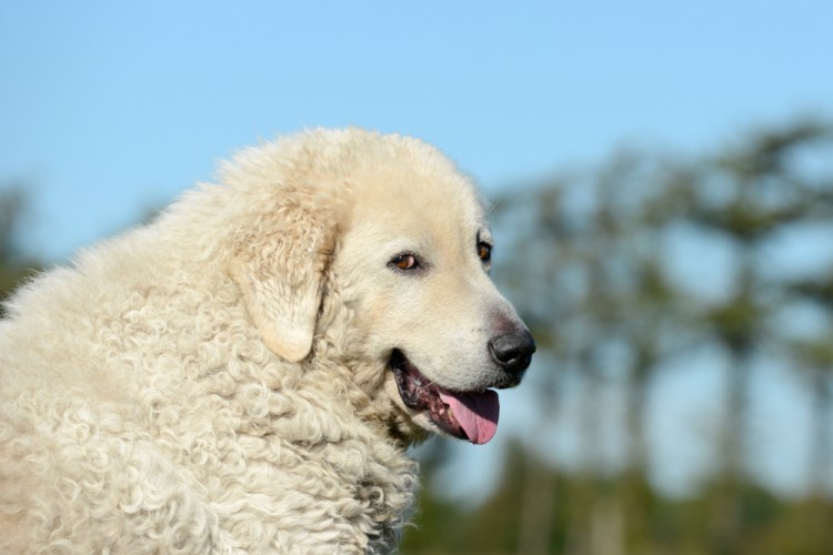 kuvasz, outdoor, breed, mammal, white, guardian, adult, pedigree, head, shepherd, flock, sheep, portrait, guarding, protection