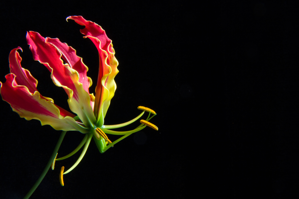 11 Most Expensive Flowers In The World Insider Monkey