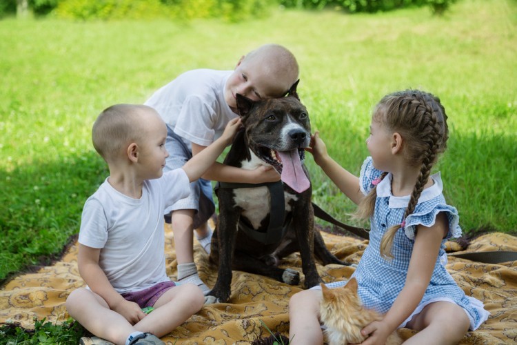 american, animals, beautiful, boy, brother, cat, caucasian, cheer Most Dangerous Dog Breeds That Bite The Most People