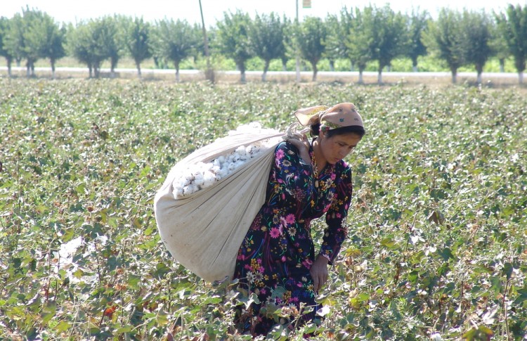 8 Countries that Produce The Most Cotton in The World