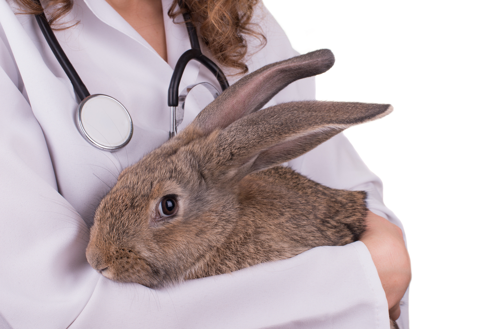 Should You Exit Your Holdings in Elanco Animal Health Incorporated (ELAN)? - Vimarsana News