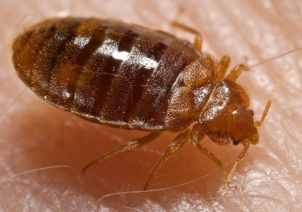 11 Worst Cities For Bedbugs in America Insider Monkey