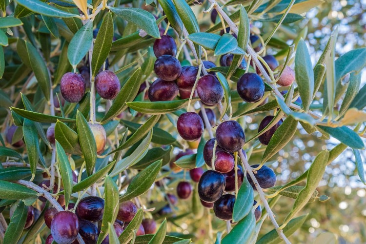 8 Countries that Produce the Most Olives in the World Insider Monkey