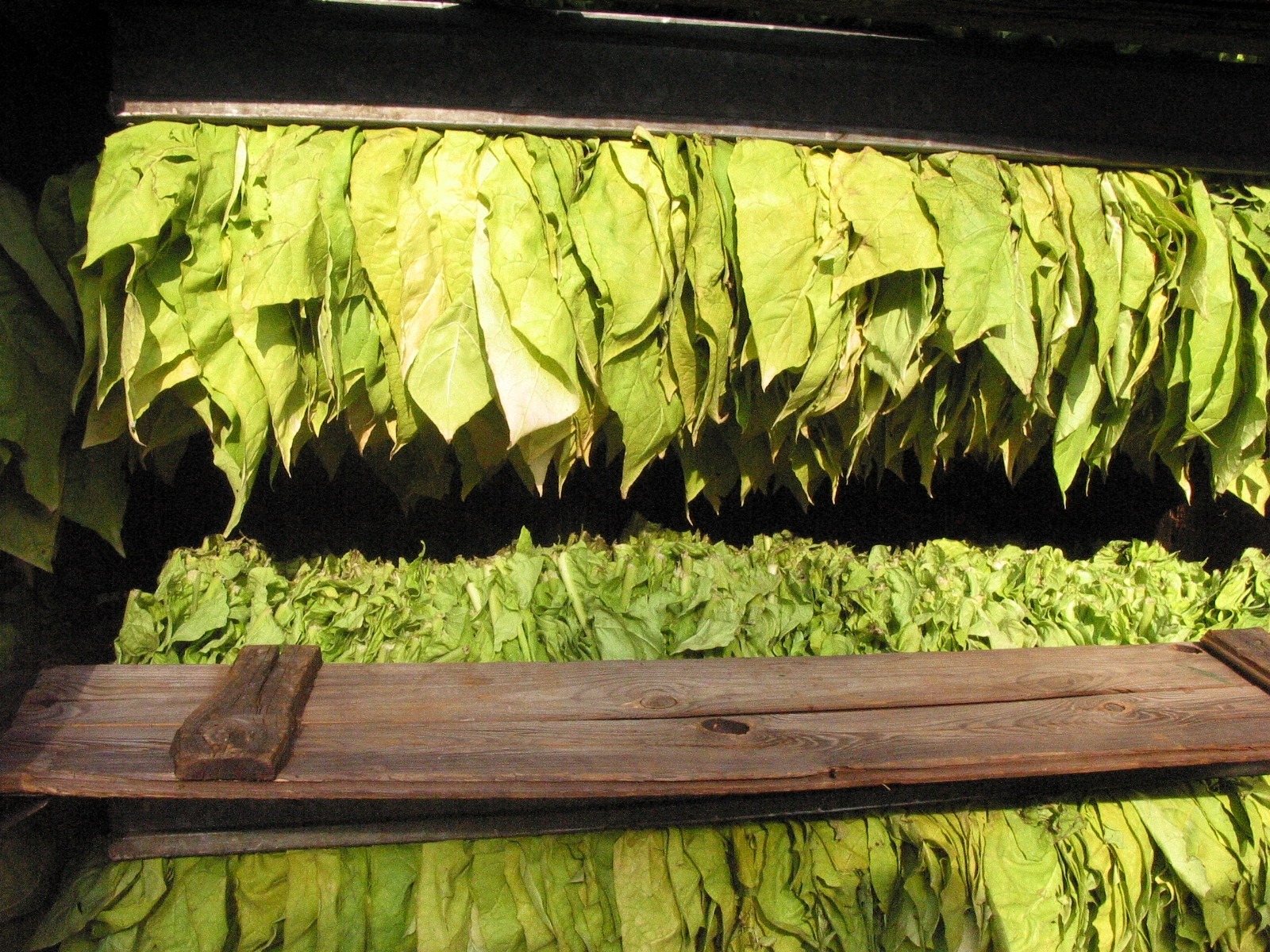 8 Countries that Produce the Most Tobacco in the World Insider Monkey