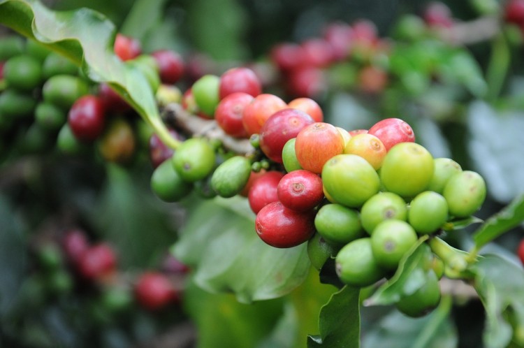 Countries that Consume the Most Coffee in the World