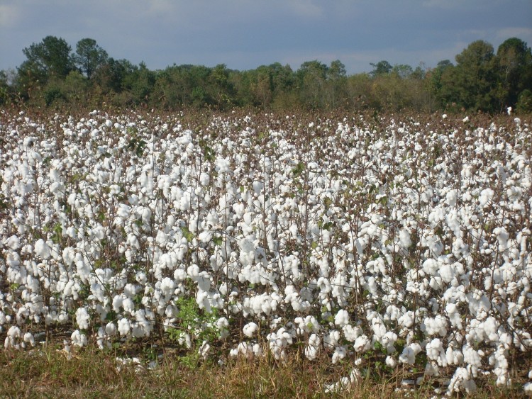 8 Countries that Produce The Most Cotton in The World Insider Monkey