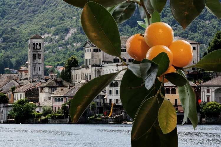 8 Countries that Produce the Most Oranges in the World Insider Monkey