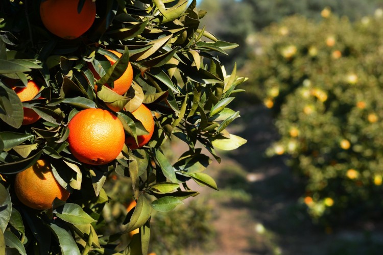 8 Countries that Produce the Most Oranges in the World Insider Monkey