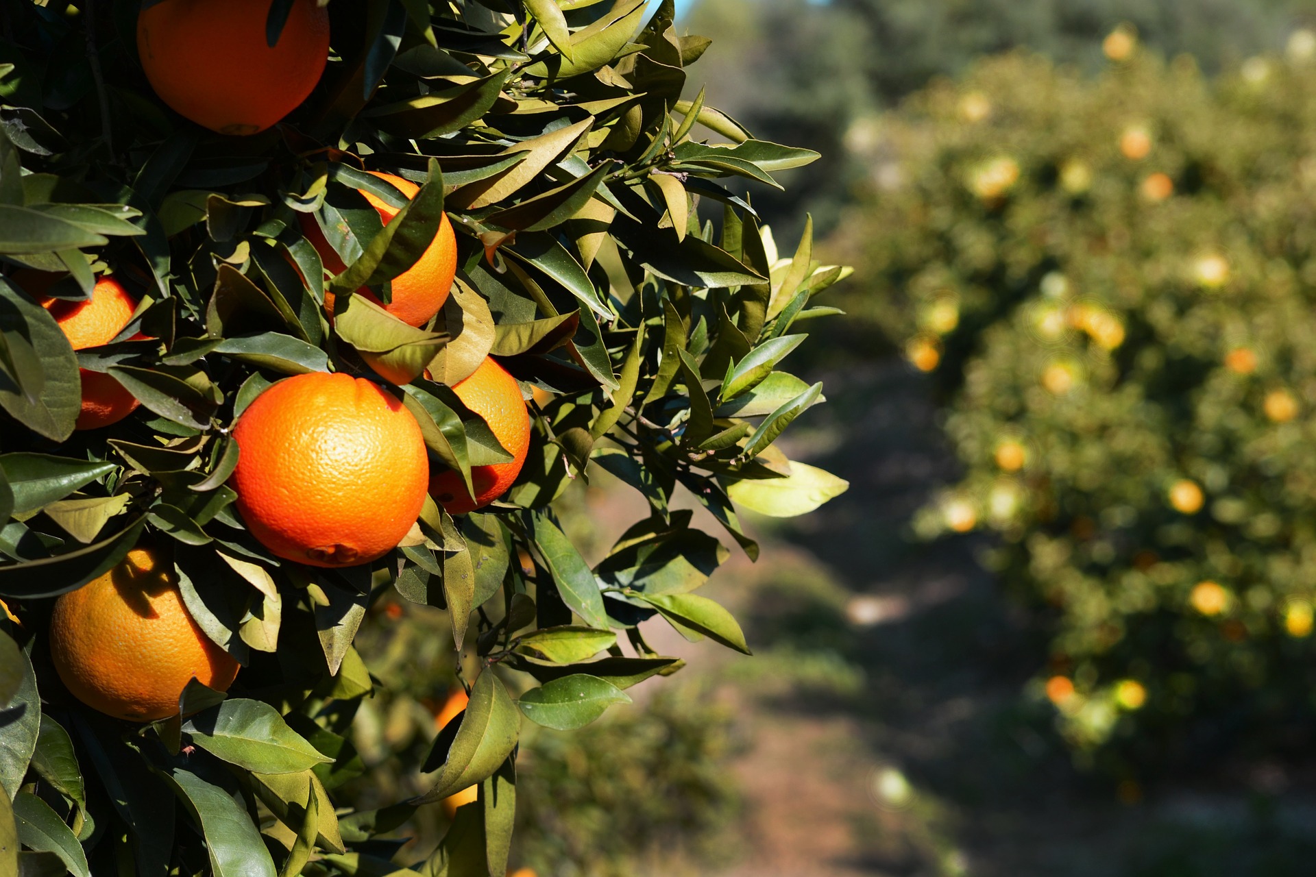 8 Countries that Produce the Most Oranges in the World Insider Monkey