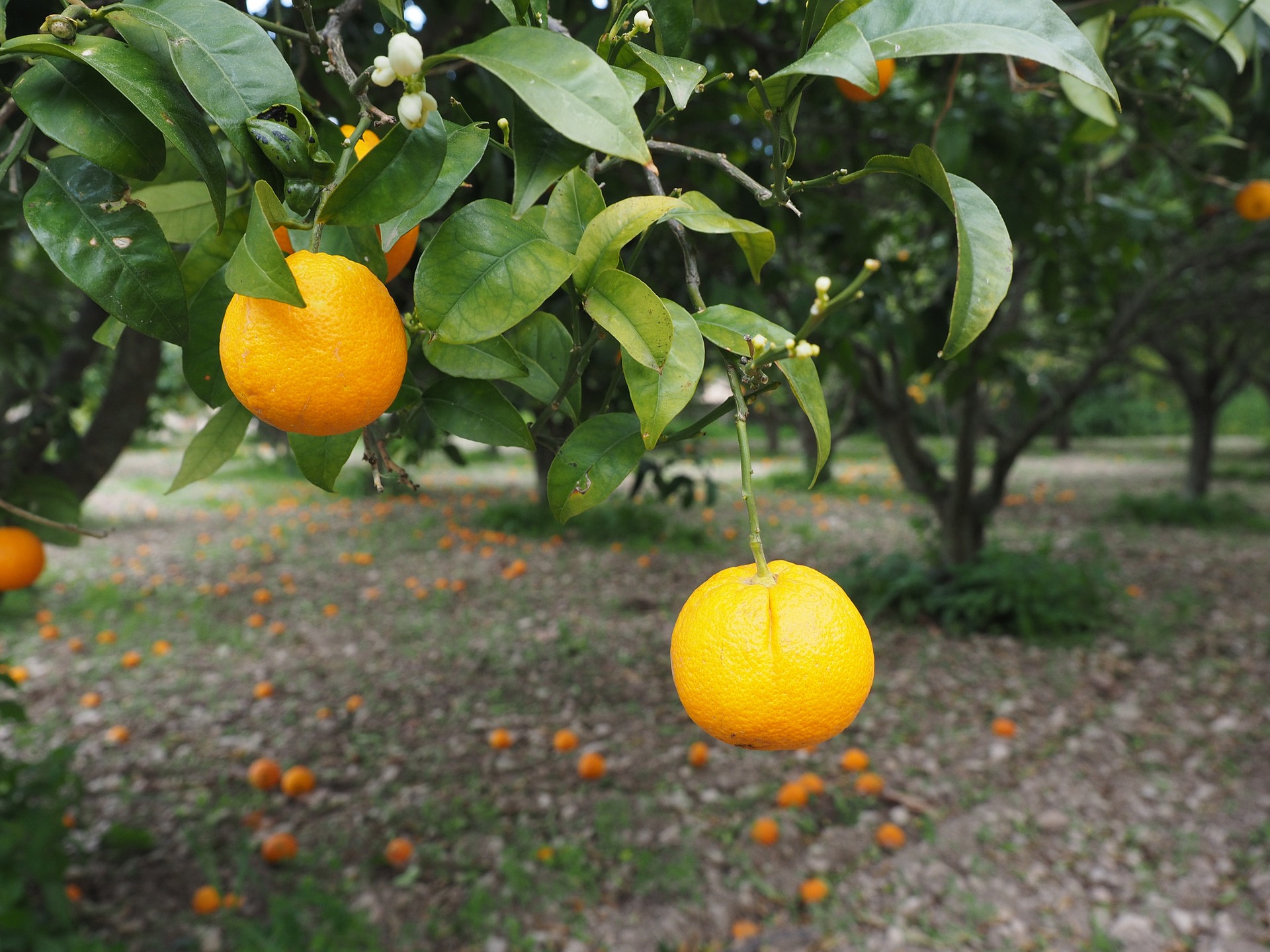 8 Countries that Produce the Most Oranges in the World Insider Monkey