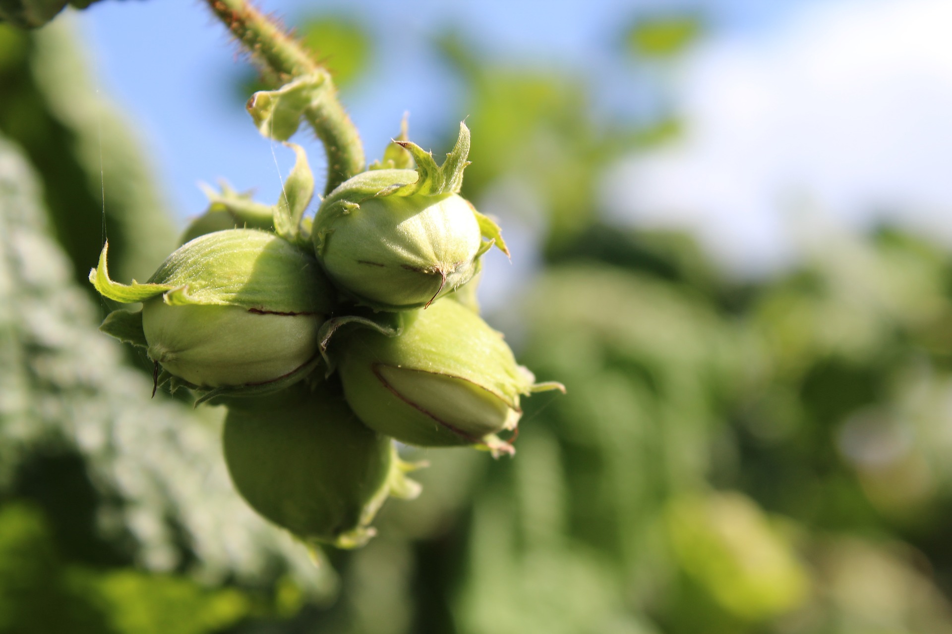 6 Largest Hazelnut Producing Countries In the World Insider Monkey