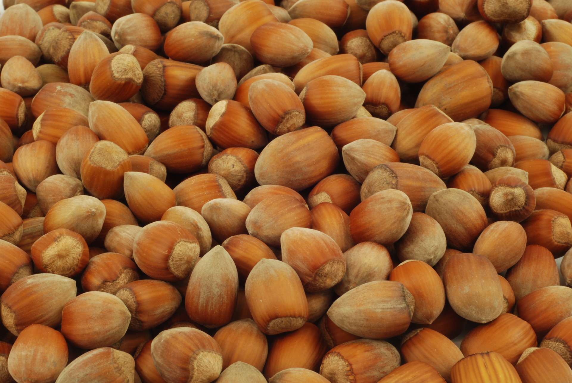 6 Largest Hazelnut Producing Countries In the World Insider Monkey