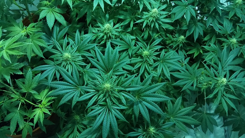 11 Best Cannabis Stocks To Buy Now - Insider Monkey - Vimarsana News