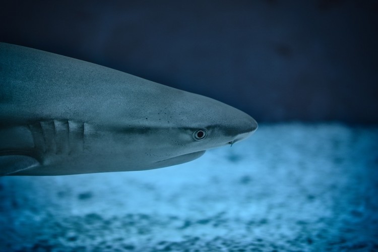11 Most Aggressive Sharks In The World Insider Monkey