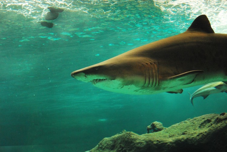 11 Most Aggressive Sharks In The World Insider Monkey