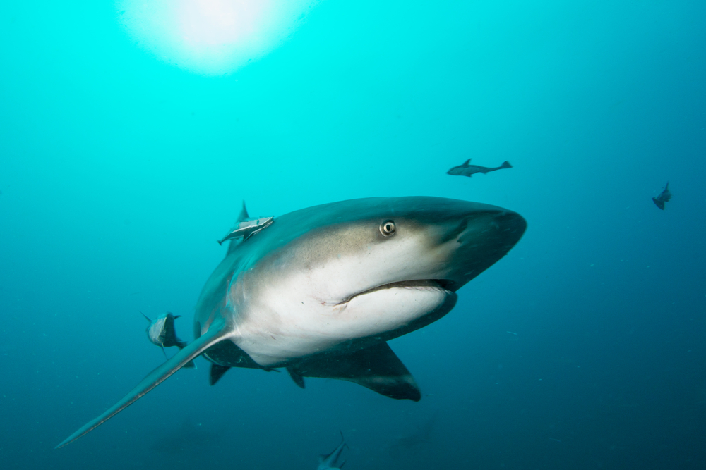 11 Most Aggressive Sharks In The World Insider Monkey