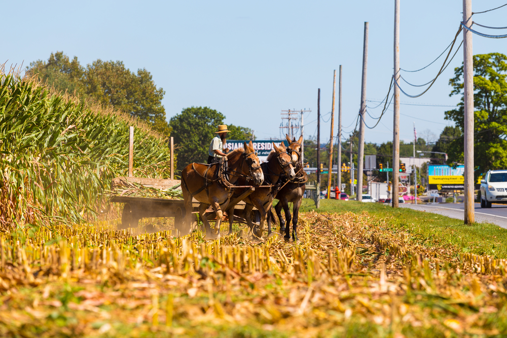 15 States That Produce the Most Corn - Insider Monkey - Vimarsana News