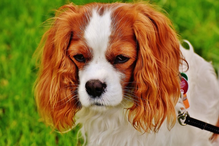 best emotional support dog breeds