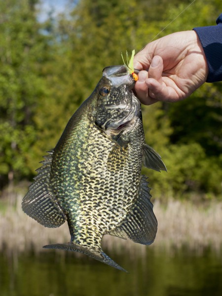 10 Best Tasting Freshwater Fish to Eat - Insider Monkey