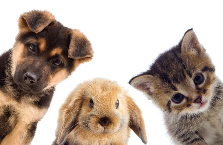 most sexually active animals bunnies kittens puppies