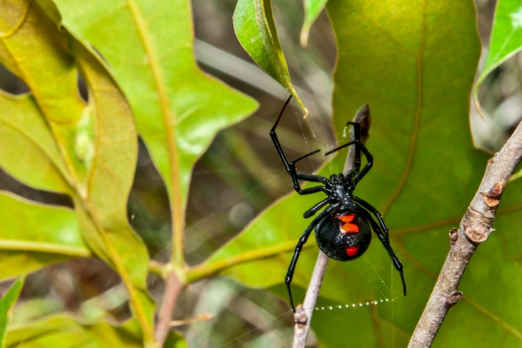 10 Most Venomous Spiders in the World