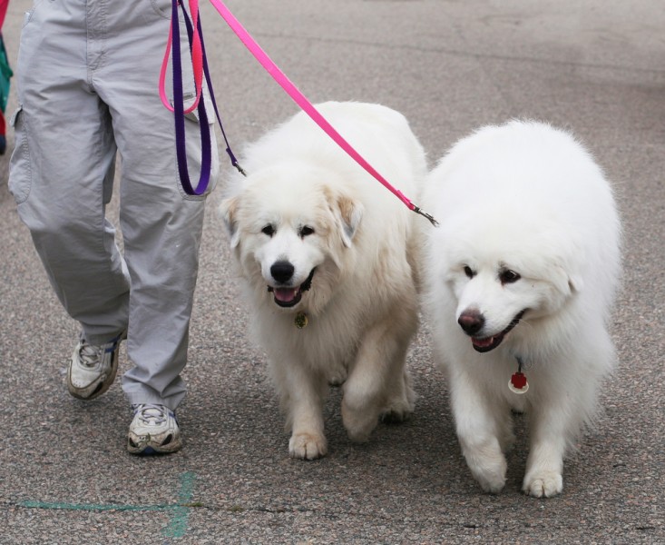 11 Best Therapy Dog Breeds For Autistic Children