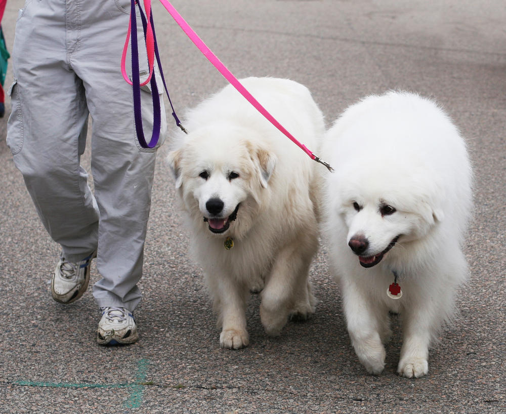 11 Best Therapy Dog Breeds For Autistic Children Insider Monkey