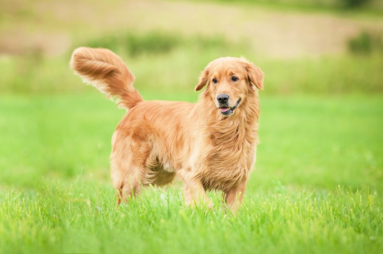 10 Best Autism Service Dogs for Adults