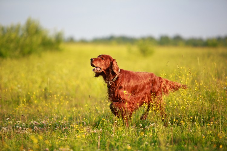 11 Best Emotional Support Dog Breeds For Anxiety