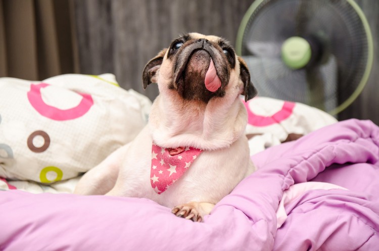 11 Best Emotional Support Dog Breeds For Anxiety