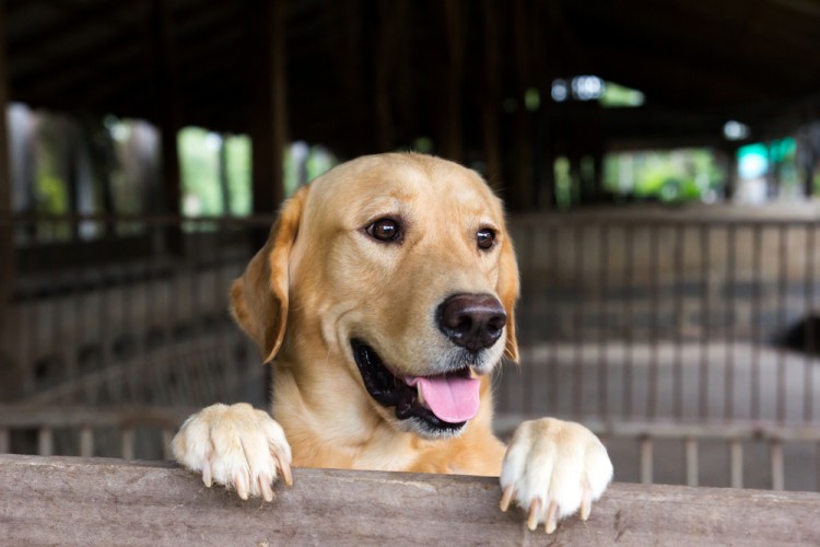 10 Best Autism Service Dogs for Adults