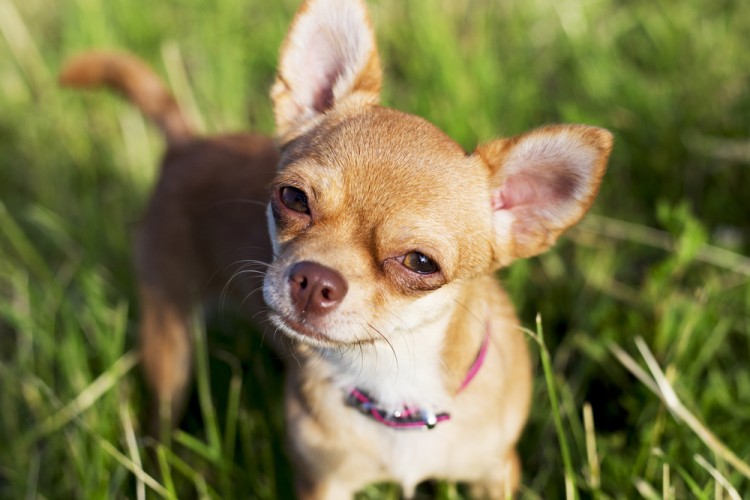 11 Best Small Service Dog Breeds For Therapy Work