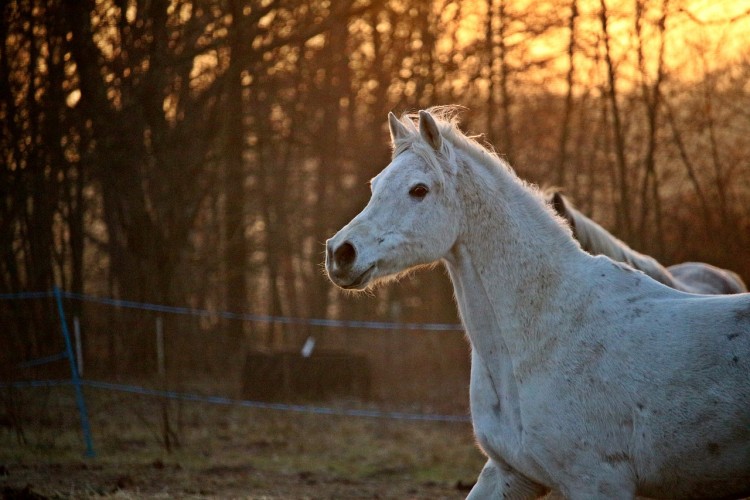 10 States That Produce The Most Horses in America Insider Monkey